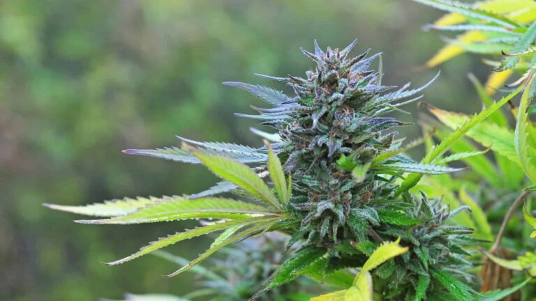 Best CBD Strains