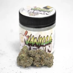 Vanilla Bean