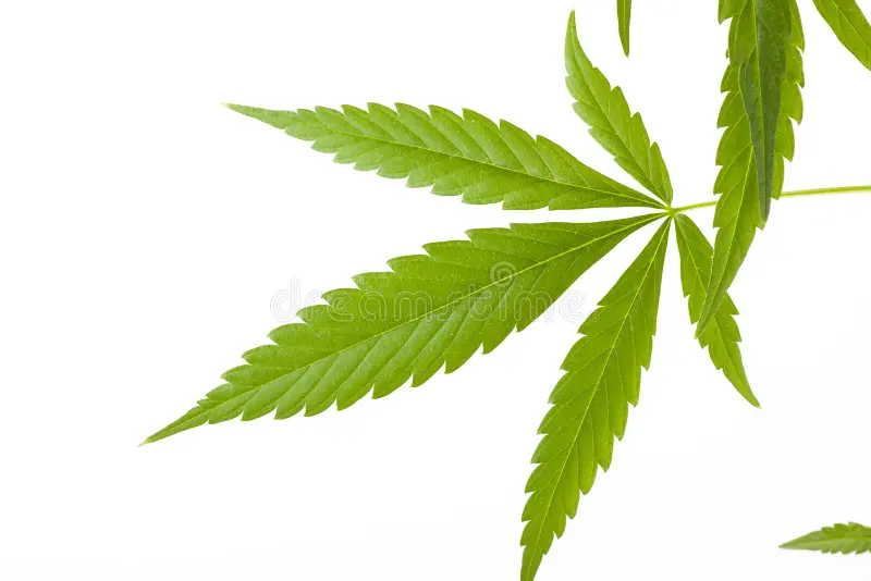 cannabis-plant-marijuana-white-background-young-isolated-40191510 Cannabis