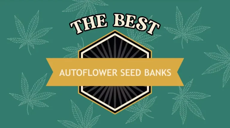 Top 5 Autoflower Cannabis Seeds for Beginners in 2024