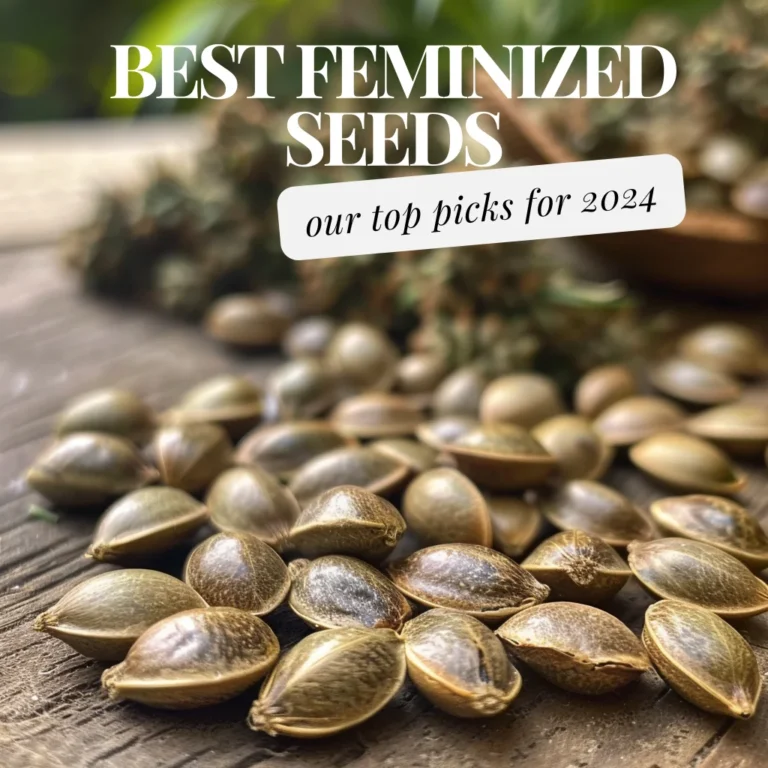 Best Soil for Growing Autoflower Cannabis Seeds in 2025