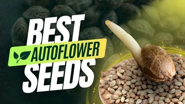 Top 5 Autoflower Cannabis Seeds to Grow in 2024 for High Yields