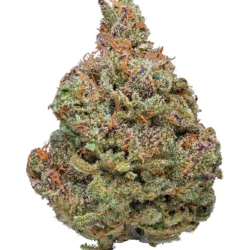 Afghan Kush Strain