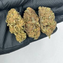 Blue Cookie Strain