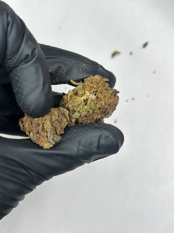 Blue Cookie Strain