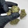 Blue Tint Strain