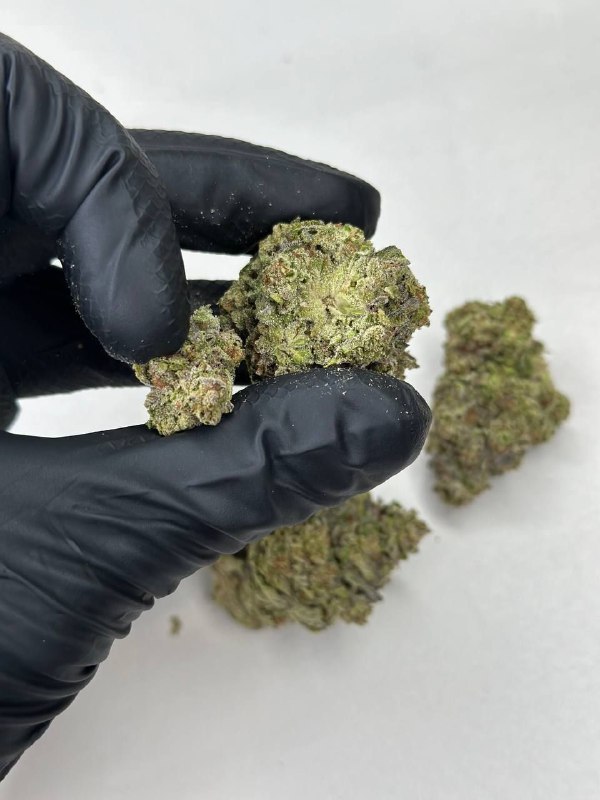 Blue Tint Strain