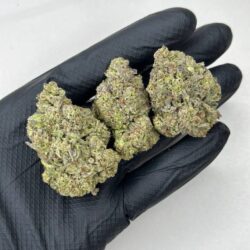 Blue Tint Strain