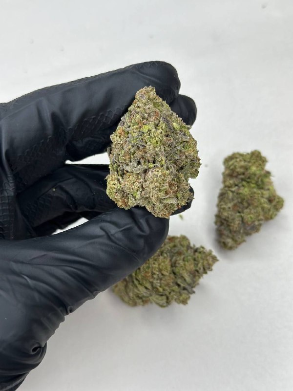 Blue Tint Strain