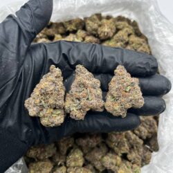 Bubblegum Drop Strain