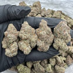 Bubblegum Poppers Strain